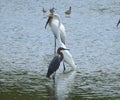 Egrets at the lake