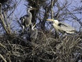 Egrets in nest