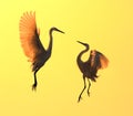 Egrets play in sunset Royalty Free Stock Photo