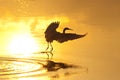 Egrets play in sunset Royalty Free Stock Photo