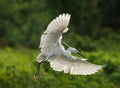 Egrets play in sunset