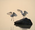 Egrets play in sunset