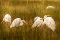 Egrets playing nice