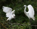 Egrets are Quivering their Wings Royalty Free Stock Photo