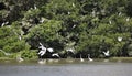 Egret Flock at Isla De Salamanca, Colombia