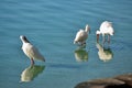 Egrets in Shallow Water