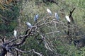 Egrets