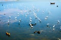 egrets stand and wait for fish crab shrimp and seafood flow by e