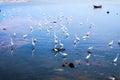 egrets stand and wait for fish crab shrimp and seafood flow by e