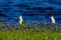 Egrets in Texas Bluebonnets at Lake Travis at Muleshoe Bend in T