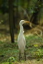 Egret is Standing on greenland. Egrets white Egrets Birds that live freely in nature. Mainly in INDIA