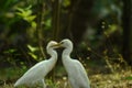 Egrets white Egrets Birds that live freely in nature. Mainly in INDIA.
