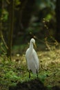 Egrets white Egrets Birds that live freely in nature. Mainly in INDIA.