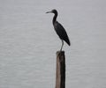 Adult little blue heron in the lake PetÃÂ©n ItzÃÂ¡