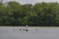 An egretta from Cartagena`s Mangrove swamp