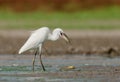 Egretta garzetta