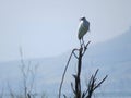 The bird Egret on branch of a tall tree Royalty Free Stock Photo