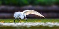 Egretta garzetta it fishes in shallow water and uses its wings to catch fish