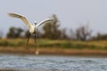 Egretta garzetta flying over the coast Royalty Free Stock Photo