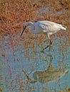 Egretta garzetta , Little egret bird in wetland Royalty Free Stock Photo