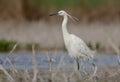 Egretta garzetta