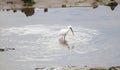 Egretta garzetta, SantoÃÂ±a