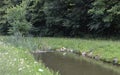 Egretta garzetta standing on the river