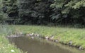 Egretta garzetta standing on the river