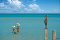 Egretta rufescens or Reddish Egret heron bird Royalty Free Stock Photo