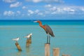 Egretta rufescens or Reddish Egret heron bird Royalty Free Stock Photo