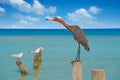 Egretta rufescens or Reddish Egret heron bird Royalty Free Stock Photo