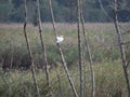 egretta on top a tree in lago di porta in tuscany Royalty Free Stock Photo