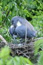 Egretta tricolored, louisiana heron Royalty Free Stock Photo