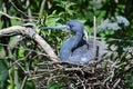 Egretta tricolored, louisiana heron Royalty Free Stock Photo