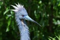 Egretta tricolored, louisiana heron Royalty Free Stock Photo