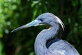 Egretta tricolored, louisiana heron Royalty Free Stock Photo