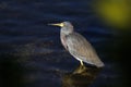 Egretta tricolored, tricolored heron Royalty Free Stock Photo