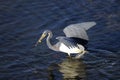 Egretta tricolored, tricolored heron Royalty Free Stock Photo