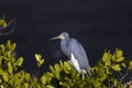 Egretta tricolored, tricolored heron Royalty Free Stock Photo