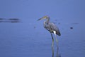 Egretta tricolored, tricolored heron Royalty Free Stock Photo