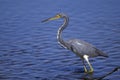 Egretta tricolored, tricolored heron Royalty Free Stock Photo