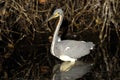 Egretta tricolored, tricolored heron Royalty Free Stock Photo