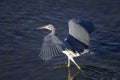 Egretta tricolored, tricolored heron Royalty Free Stock Photo