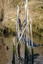 Egretta tricolored, tricolored heron Royalty Free Stock Photo