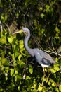 Egretta tricolored, tricolored heron Royalty Free Stock Photo