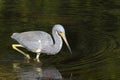 Egretta tricolored, tricolored heron