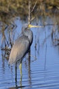 Egretta tricolored, tricolored heron Royalty Free Stock Photo