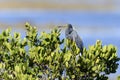 Egretta tricolored, tricolored heron Royalty Free Stock Photo