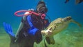 Hawksbill sea turtle (Eretmochelys imbricata) or Green sea turtle (Chelonia mydas Royalty Free Stock Photo