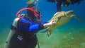 Hawksbill sea turtle (Eretmochelys imbricata) or Green sea turtle (Chelonia mydas Royalty Free Stock Photo